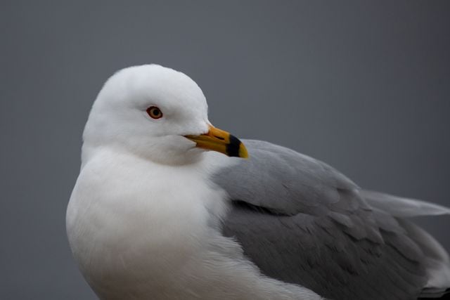 Intimate portrait of a seagull showcasing detailed plumage and distinct facial features.