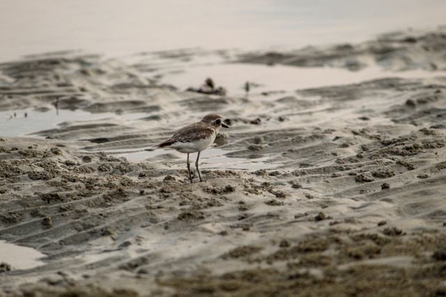 Wilson's plover on a sandy beach, perfect for bird photography enthusiasts.
