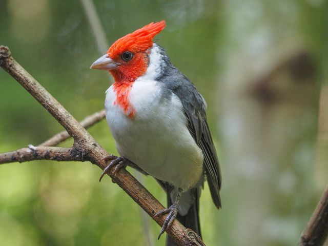 Close-up of a vibrant Red-crested Cardinal sitting on a branch in a forest.