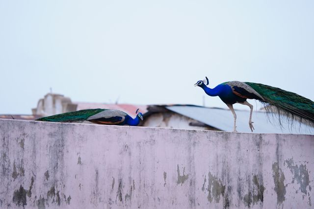 Two Indian peacocks on a concrete rooftop in Sanand, showcasing vibrant plumage.