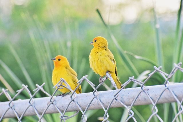 Two vibrant saffron finches perched on a metal fence against a natural backdrop.