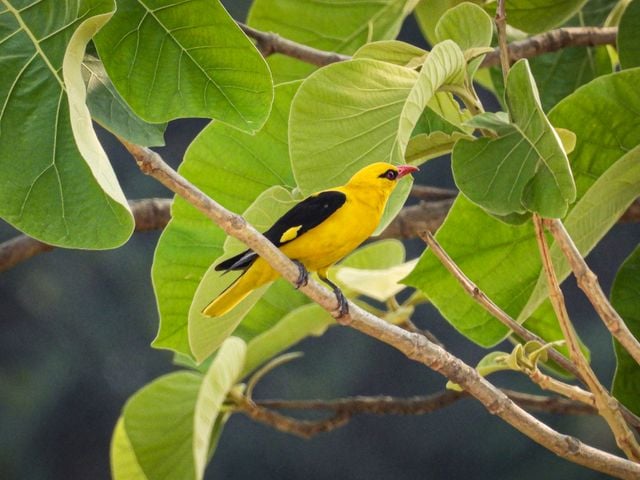 Close-up of a Eurasian Golden Oriole (Oriolus oriolus) perched on a branch amidst lush green leaves.