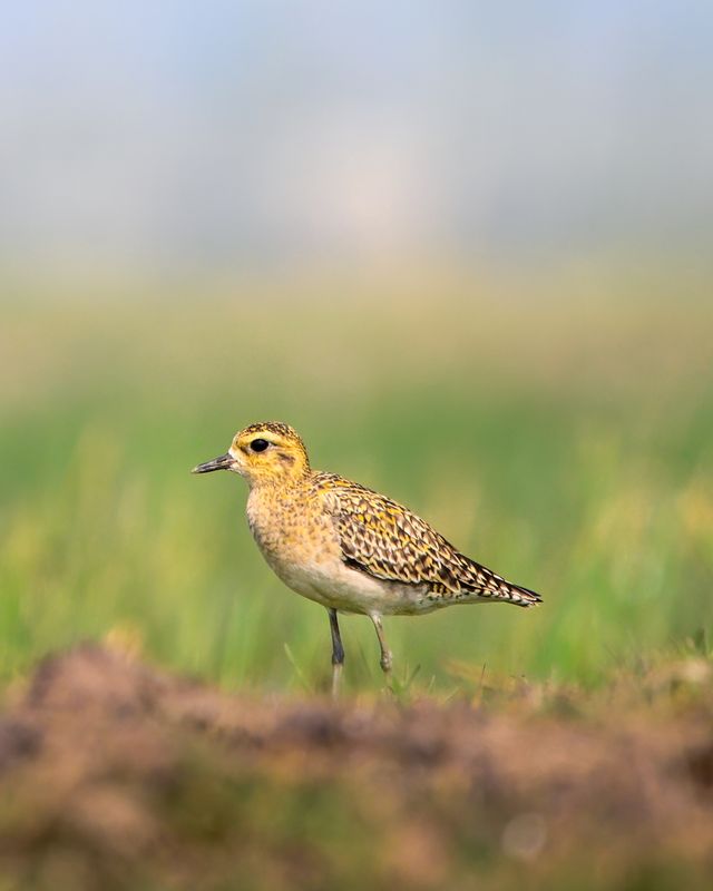 Pacific Golden Plover standing in a grassy field, showcasing its stunning plumage.