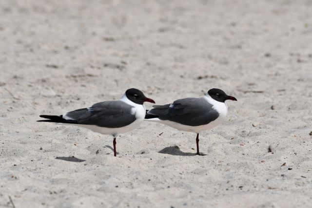 Two laughing gulls standing on a sandy beach in Diamondhead, MS.