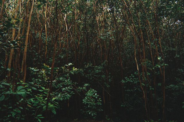 A lush, dense forest in Hawaii with rich greenery and tall, slender tree trunks, showcasing natural beauty.