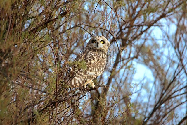 Short-eared owl resting on branches in Pays de la Loire, France, showcasing wildlife's beauty.