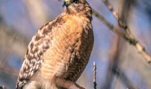 A majestic red-shouldered hawk perched on a branch in a winter woodland setting.