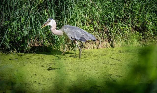 A majestic Great Blue Heron forages in a lush green wetland, surrounded by tall reeds and vivid foliage.