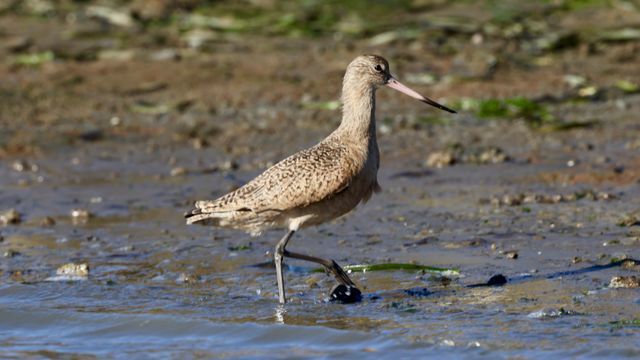 A Marbled Godwit (Limosa fedoa) wading in a California shoreline during the day.