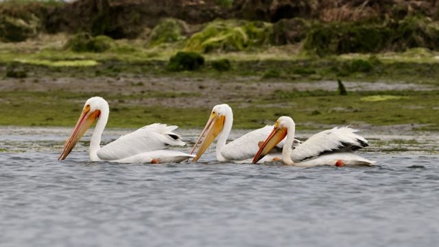 American white pelicans swimming peacefully in the wetlands of California.