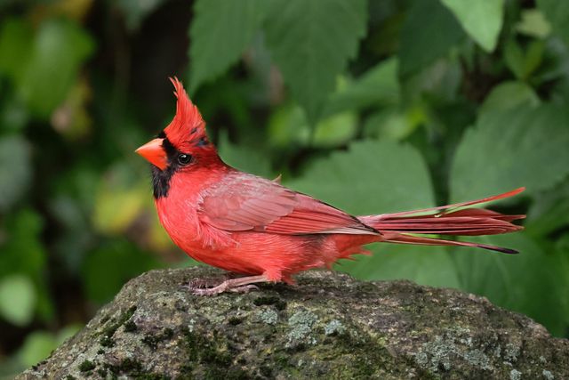 Photo of Northern Cardinal on tree branch in forest.