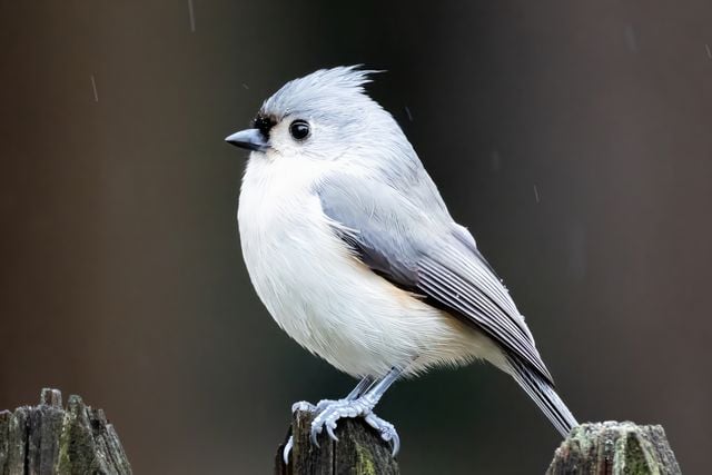 A detailed shot of a tufted titmouse perched during a rainy day in Darien, Connecticut.