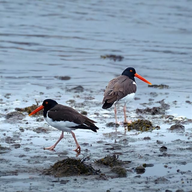 Two American oystercatchers wading through water at Cove Island Park in Stamford, Connecticut.