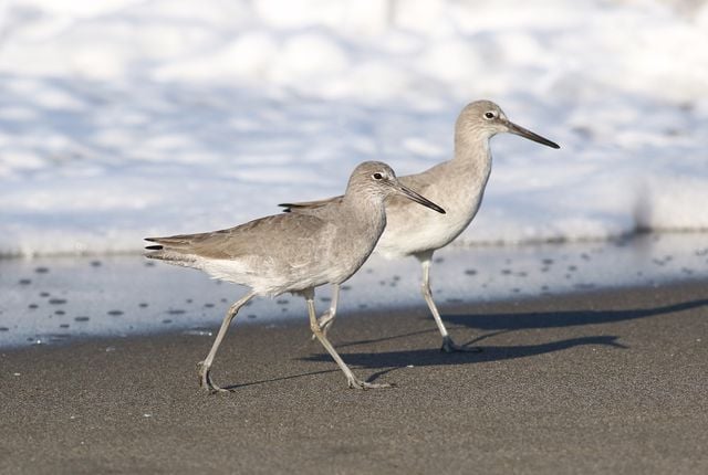 Pair of Willets (Tringa semipalmata) walking on a sandy beach by the ocean waves.