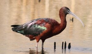 A glossy ibis wades in shallow water, showcasing iridescent plumage against a calm background.
