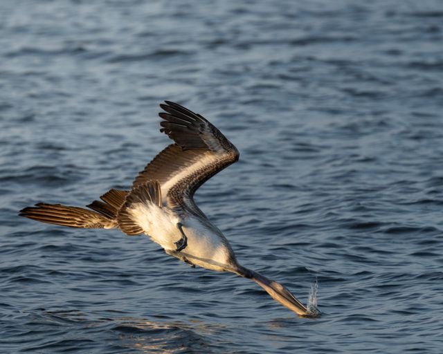 A dynamic shot of a brown pelican diving into the ocean to catch fish at sunset.