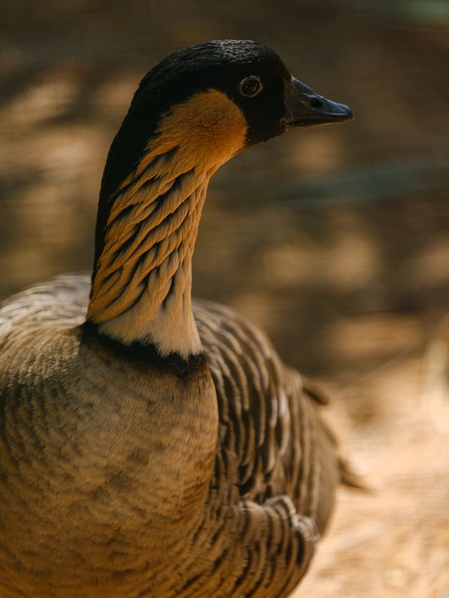A detailed portrait of a Nene Goose basking in sunlight, showcasing its unique plumage and natural habitat.