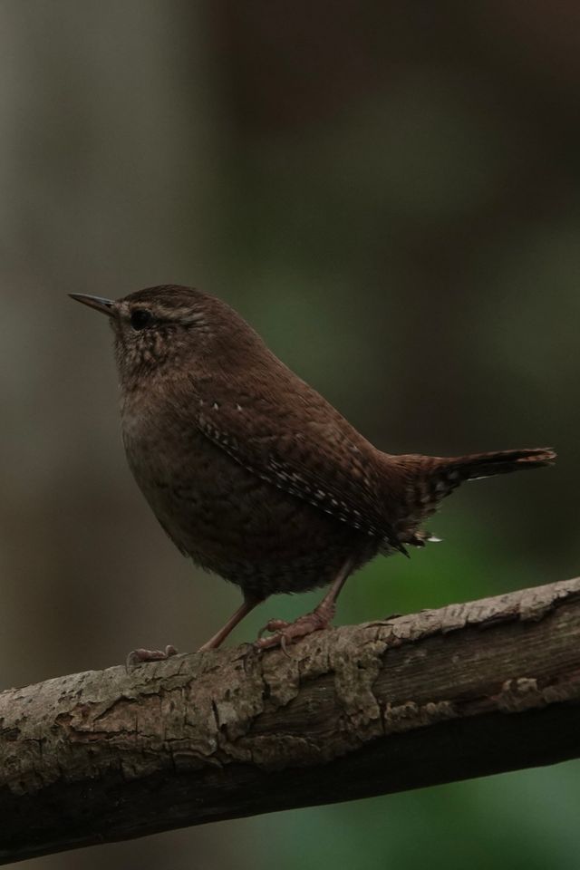 Pacific wren bird sitting on a branch with a blurred forest background.