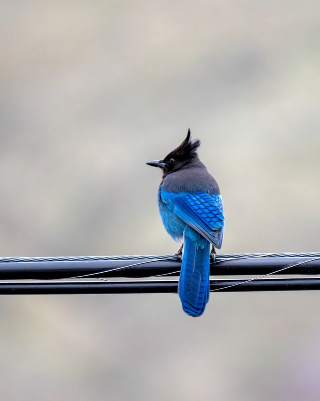Close-up of a Steller's Jay with vibrant blue feathers perched on a wire outdoors.