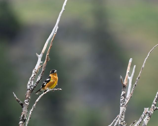 Captivating shot of a Western Tanager perched on a dry branch in Entiat, Washington.