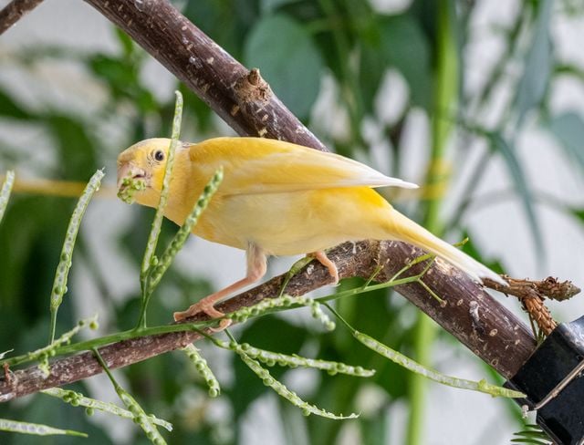 Bright yellow Atlantic canary on branch surrounded by lush greenery.