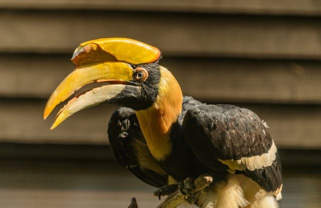 A vibrant Great Hornbill (Buceros bicornis) captured in close-up showing its colorful beak and plumage.