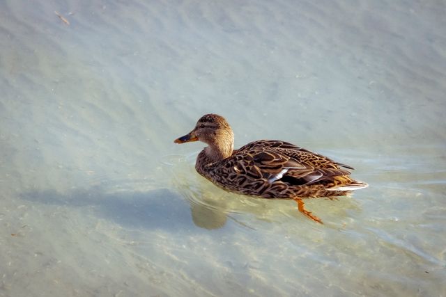 A Hawaiian duck gracefully swims in clear blue water, showcasing its beauty and serenity.