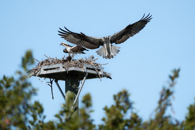 Two ospreys at nest platform with one in flight, tree background, and blue sky.