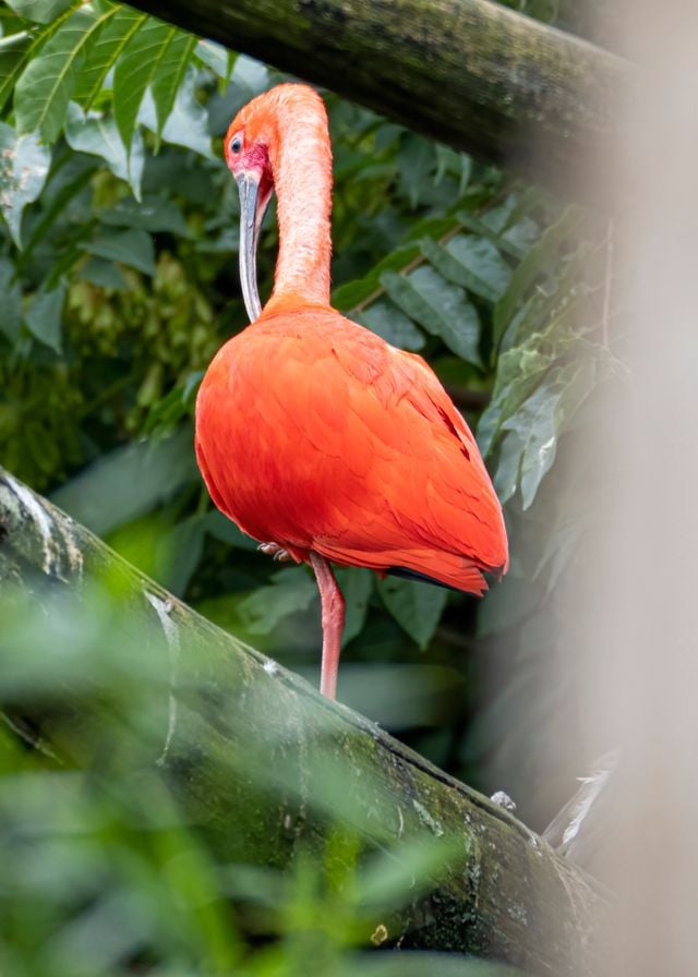 A vibrant scarlet ibis perched gracefully on a tree branch in nature.