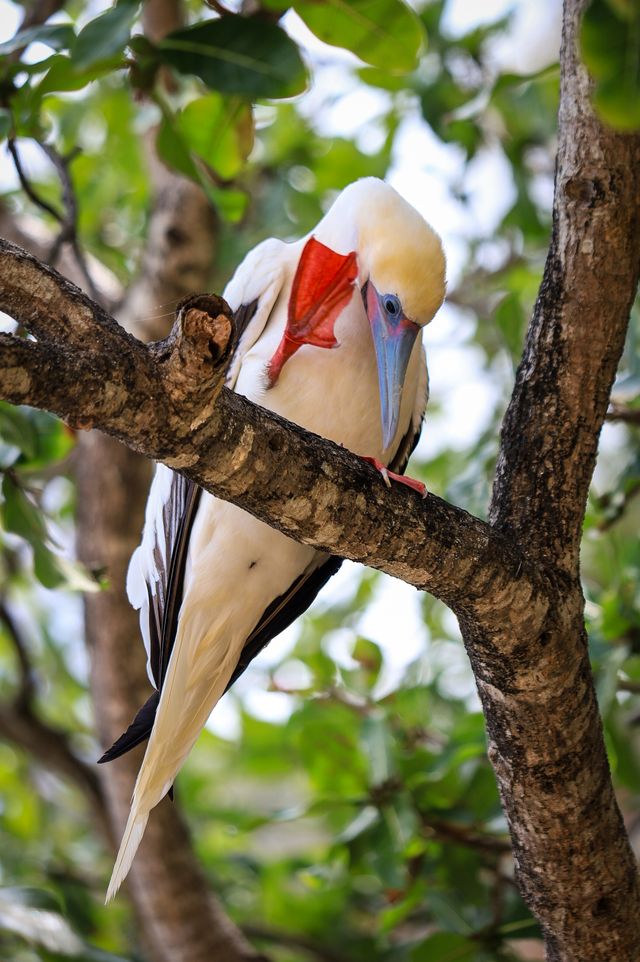 Vibrant red-footed booby perched on a branch amid lush green foliage.