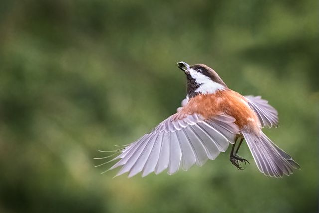Captivating shot of a Chestnut-backed Chickadee in flight, showcasing delicate feathers and dynamic motion.