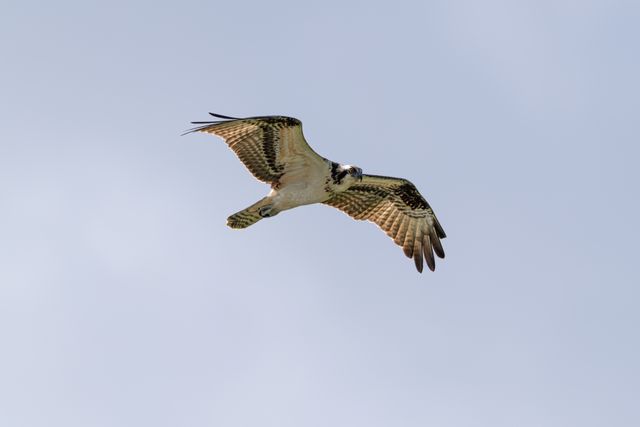 Osprey (Pandion haliaetus) soaring gracefully in a clear blue sky, showcasing its wingspan.