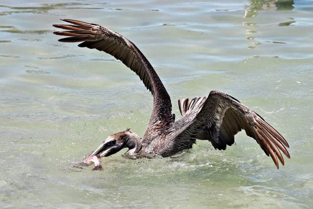 Brown pelican caught mid-dive as it captures fish in Bradenton, Florida waters.