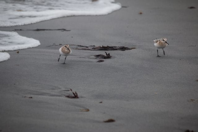 Two sanderlings scurry across the sandy beach with ocean waves in the background.