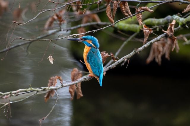 Close-up of a colorful kingfisher resting on a branch surrounded by natural foliage.