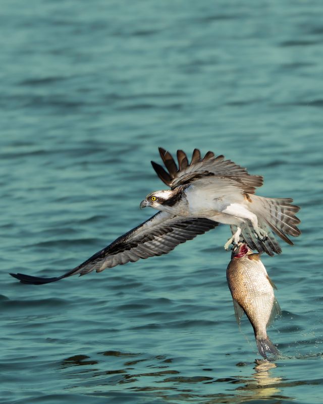 Dynamic image of an osprey with a fish in its talons, captured mid-flight over a serene body of water.