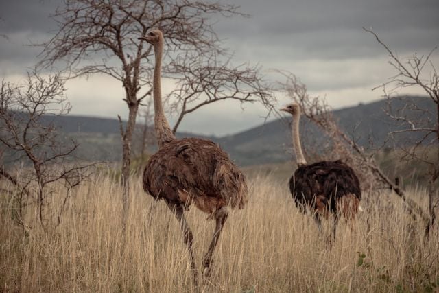 Wild ostriches roam the grasslands of South Africa, showcasing natural wildlife habitat.