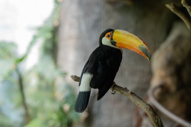 Close-up of a toucan perched on a branch with lush greenery in the background.