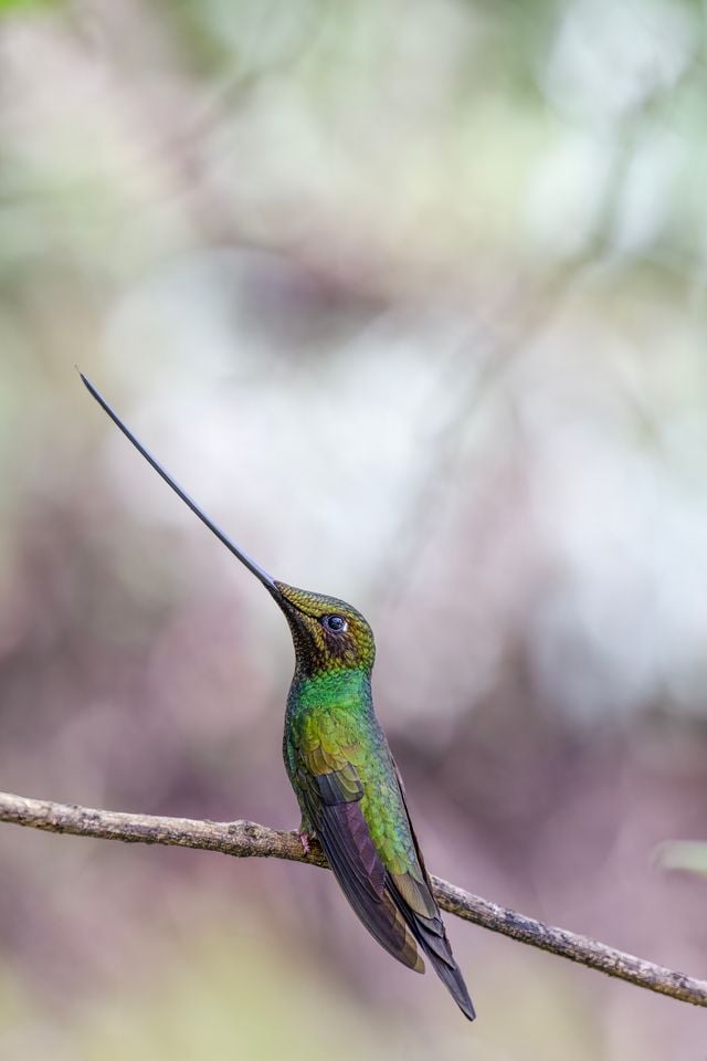 Close-up of a sword-billed hummingbird with its long beak, perched in Colombian nature.