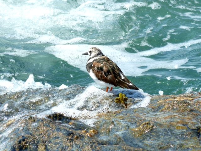 A ruddy turnstone bird resting on rocky shore with waves crashing around.