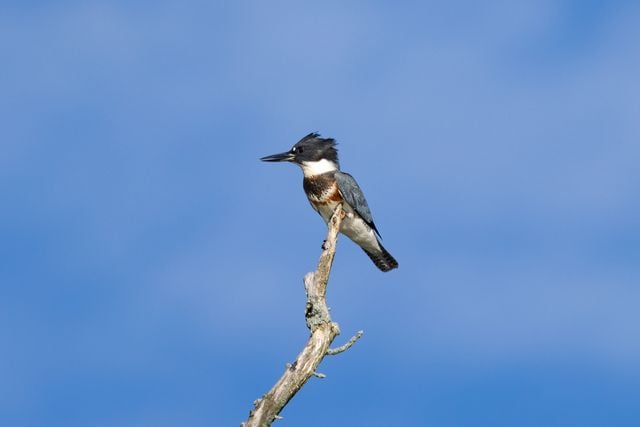 Majestic belted kingfisher perched on a tree branch against a clear blue sky in Sudbury, MA.