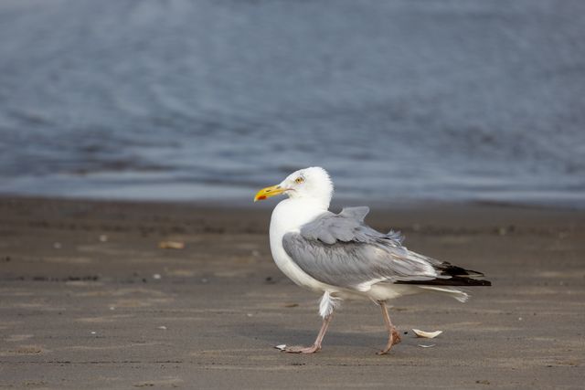 Close-up of a American Herring seagull walking along the sandy shore in Newport, RI.