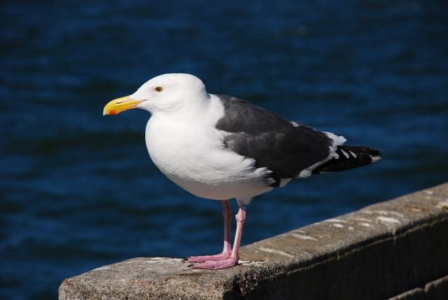 Close-up of a Great Black-backed Gull perched by a serene sea view.