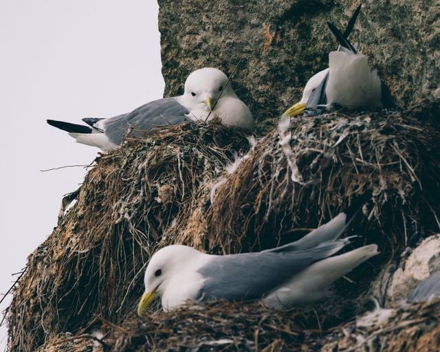 Close-up of black-legged kittiwakes resting on their nests on a rocky cliff.