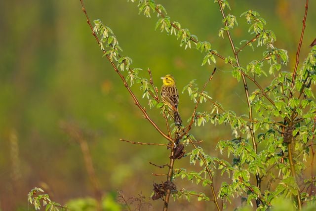 Yellowhammer bird resting on a leafy branch in a lush green spring setting.
