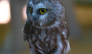 Charming saw-whet owl perched on a gloved hand with blurred background.