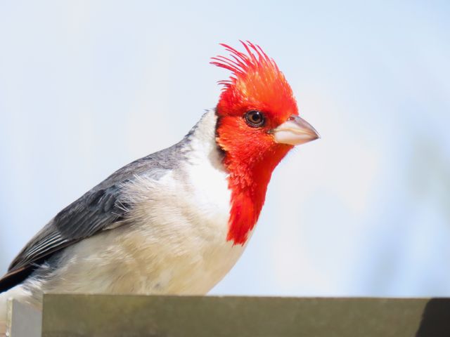 Close-up of a vibrant Red-Crested Cardinal in Santa Maria, Brazil.