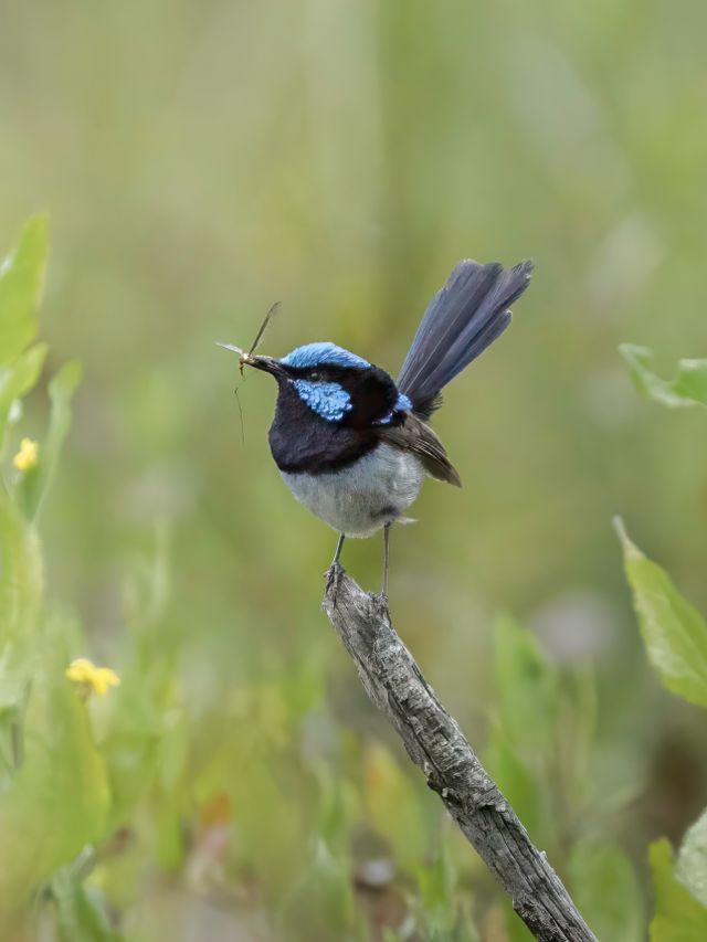 Superb fairywren perched on a branch in Victoria, Australia, showcasing vibrant blue and black plumage.