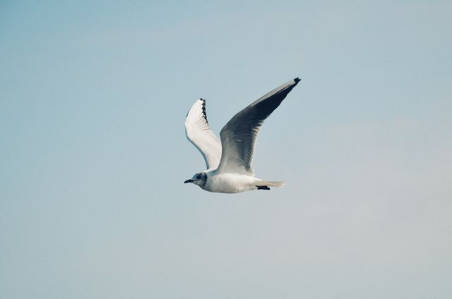 An elegant Bonaparte's gull in flight against a bright sky, showcasing its stunning wingspan and grace.