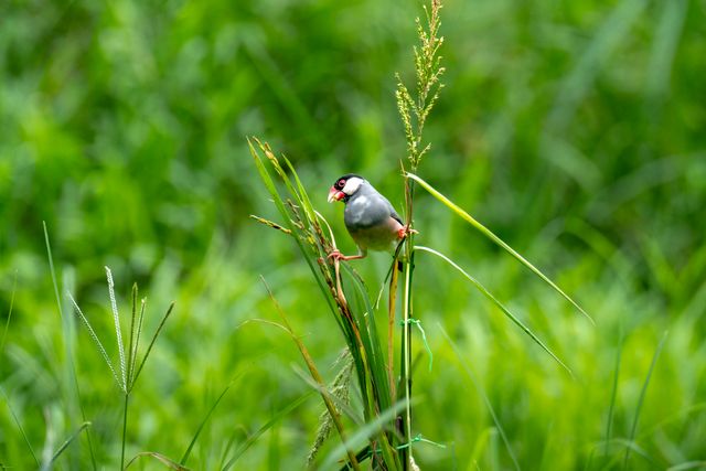 Close-up of a Java Sparrow resting on vibrant green grass in a natural setting.